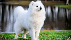 Åtta av världens mest sällsynta och dyraste hundraser: egenskaper och intressanta fakta