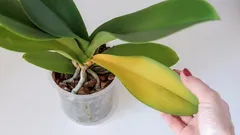 Varför orkidéer gulnar: tecken och effektiva sätt att lösa problemet