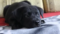 Vad tänker och känner hunden när du lämnar den ensam hemma?