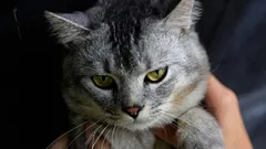 Varför din innekatt inte gillar andra katters närvaro: experter ger sex möjliga orsaker