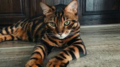 Vilka kattraser är de dyraste: experter har sammanställt en lista med 6 raser