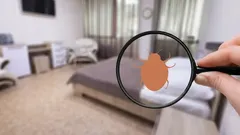 Hur du skyddar dig mot vägglöss med hjälp av effektiva huskurer 