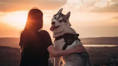 Människans trognaste vän: Kan en hund glömma sin ägare?