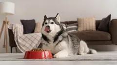 Varför morrar hunden när den äter? Orsaker, tecken och vad du kan göra i en sådan situation.