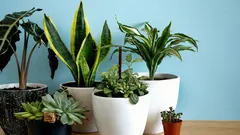 Why Houseplants Calm Some People – And Quietly Annoy Others
