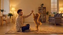 Varför din hund har slutat leka: vanliga orsaker och vad du som ägare kan göra