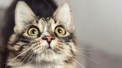 Vilka tecken visar katter innan problem uppstår i ditt hem – var uppmärksam