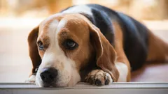 Vad känner din hund när du skriker åt den, enligt experter