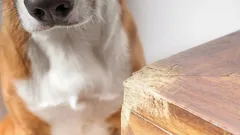 Varför hunden gnager på möbler: 8 vanliga orsaker och effektiva lösningar