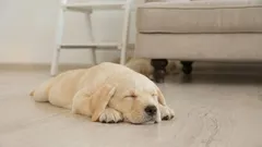 Varför hundar går i cirklar innan de lägger sig för att sova: svaret kan överraska många