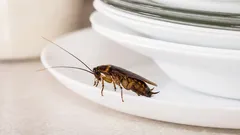 Så här gör 99 % av alla: därför dyker kackerlackor upp även i rena lägenheter
