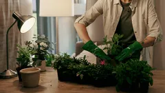 5 tydliga tecken på att din krukväxt behöver planteras om